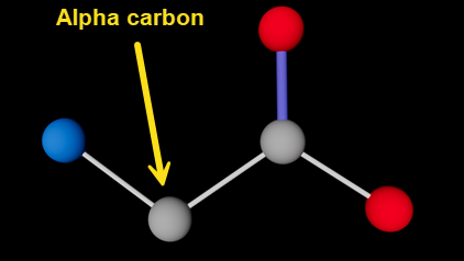 Glycine molecule.
